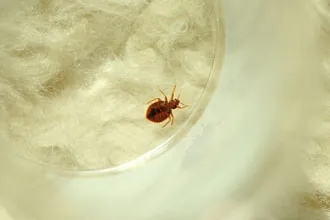 adult bedbug