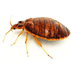 bedbug