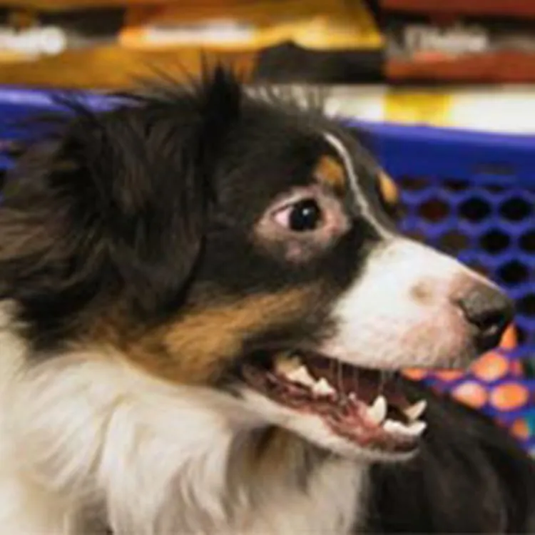 dog in shopping cart at dog food aisle