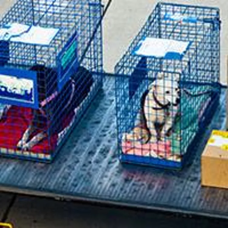 various pets in cages next to luggage on a trailer at airport