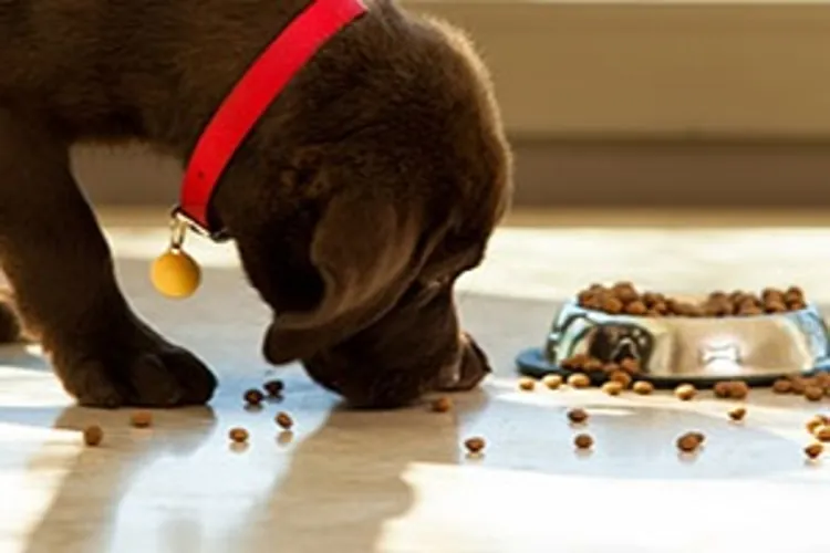chocolate lab puppy eating food