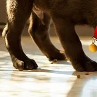 chocolate lab puppy eating food