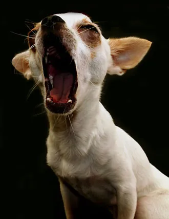 dog with mouth wide open