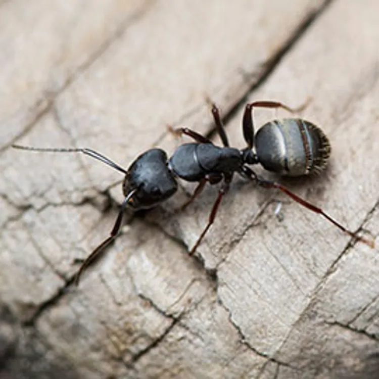 black carpenter ant