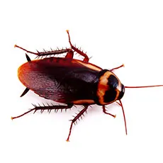 cockroach