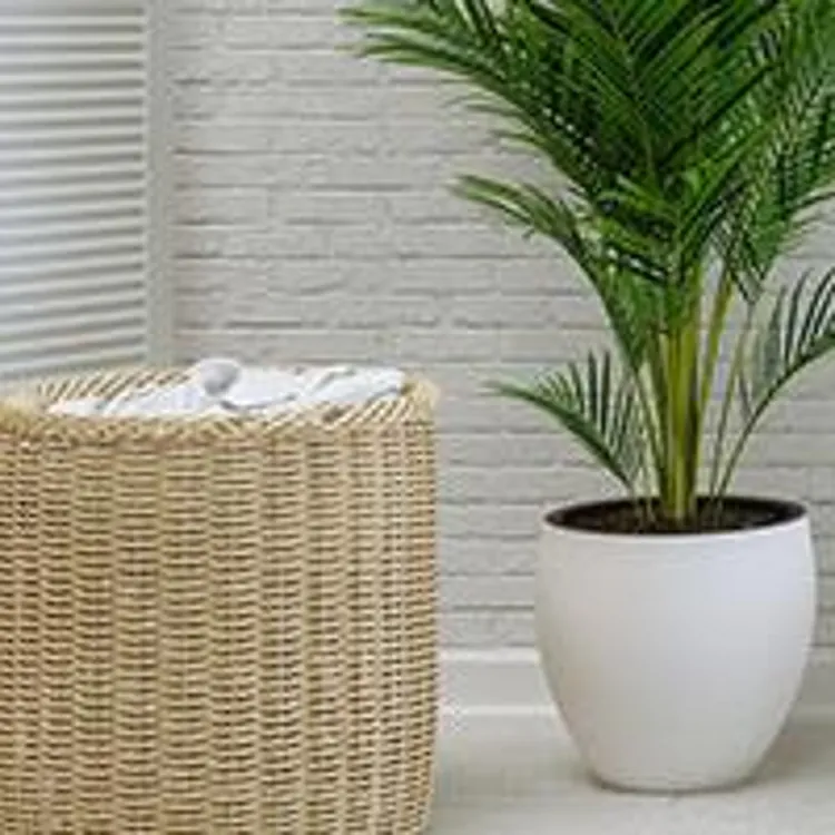 toilet with plants on modern white toilet
