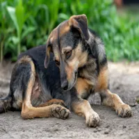 pet dog sitting by the curb