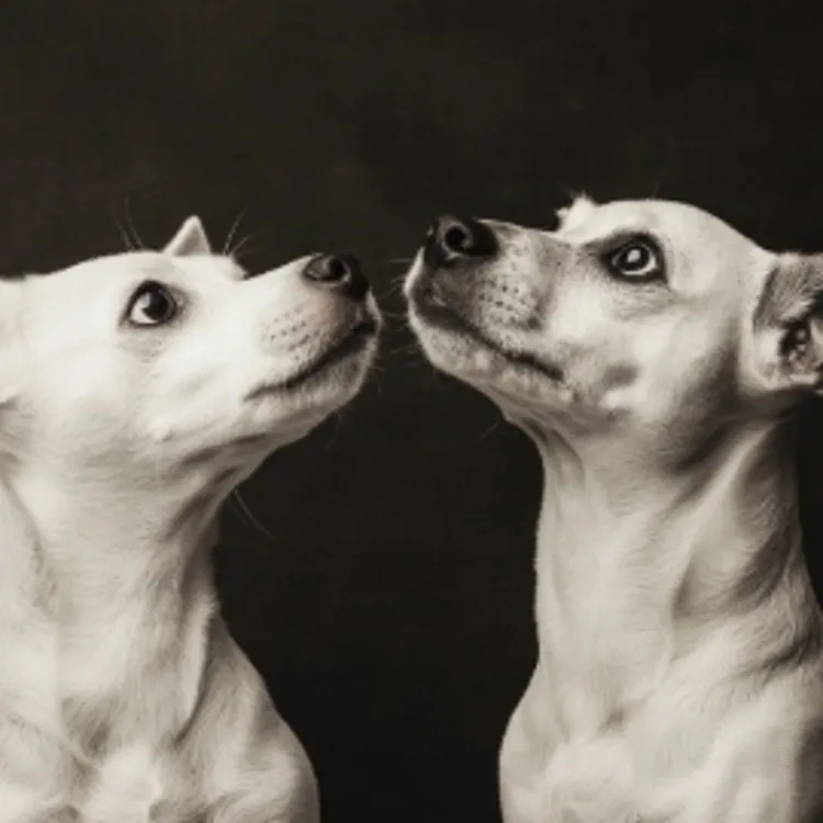two white dogs