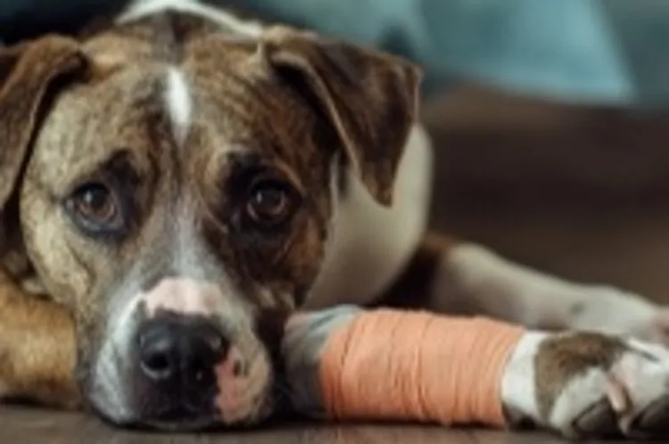 a dog with a leg in a cast
