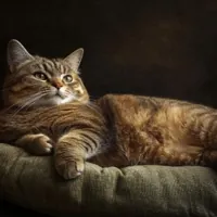 a pregnant cat lying on its side