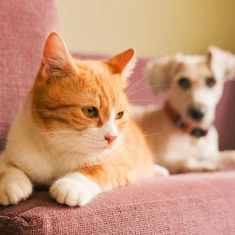 Protect your pet
