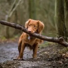 Best Pet Insurance in Illinois image