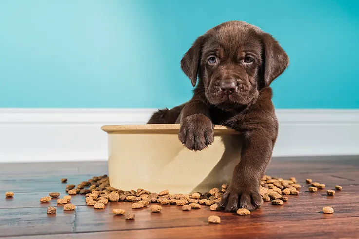 puppy in dog food bowl
