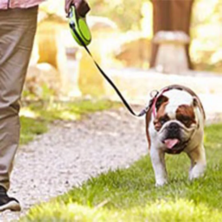 man taking bulldog on walk