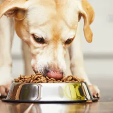 Best Dog Food Brands image
