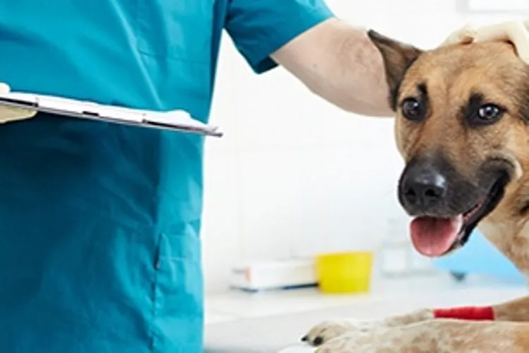 dog with veterinarian