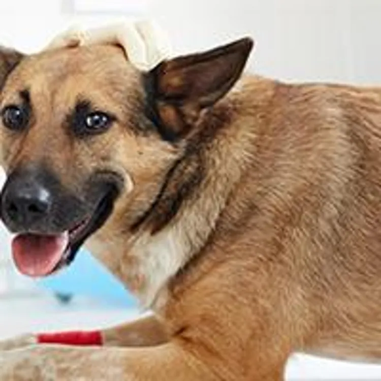 dog with veterinarian
