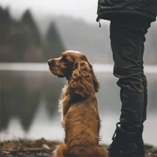 Emotional Support Dog Training: What to Know and Expect image