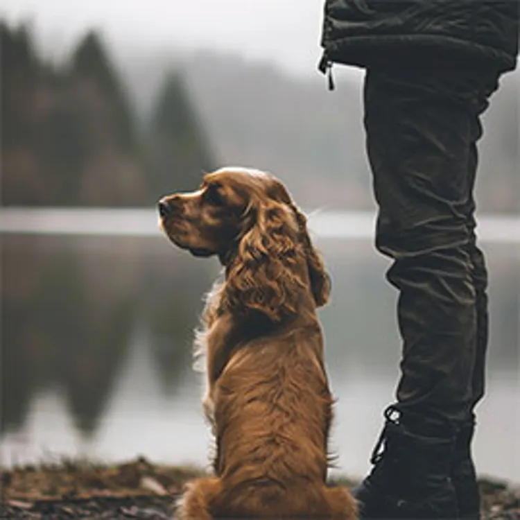 cocker spaniel and its owner by a lake