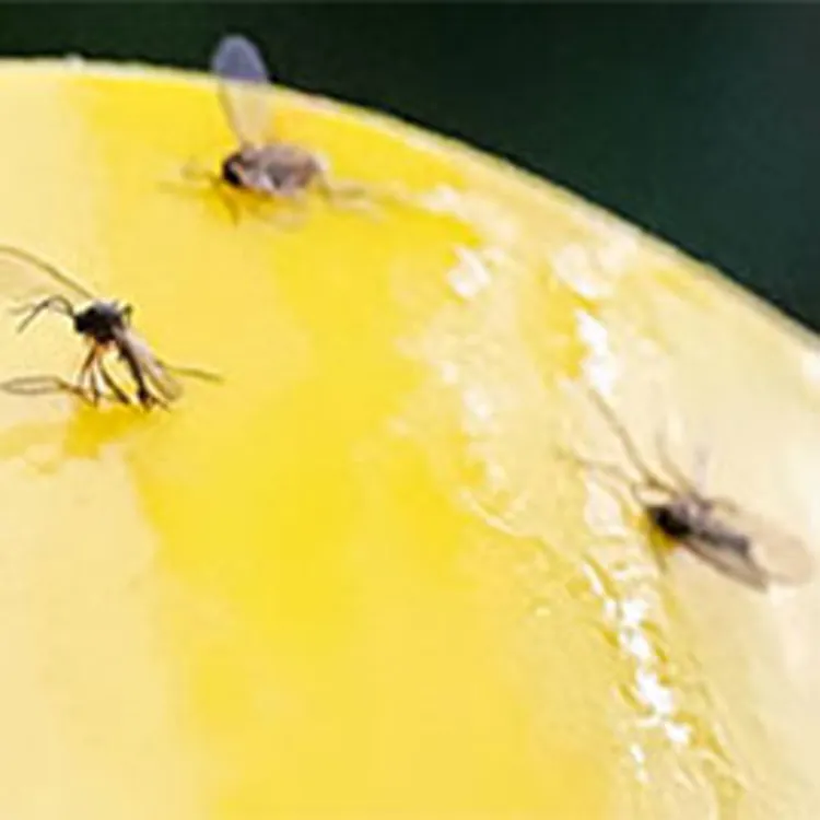 gnats stuck on yellow sticky paper