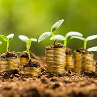 golden coins in soil with young plants
