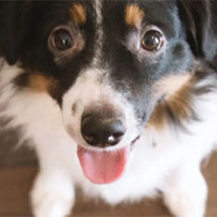 dog next to food bowl