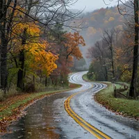 winding road through the woods