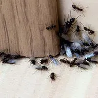black ants coming out of crack on wall