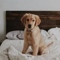 Best Pet Insurance in Kansas image