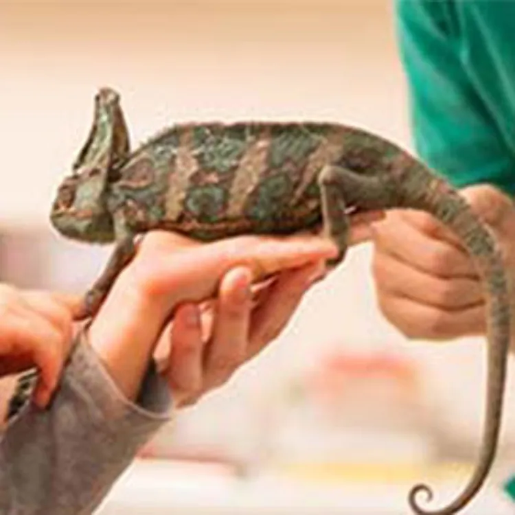 little girl holding chameleon at vets office