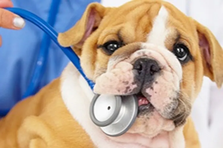 puppy at the vet