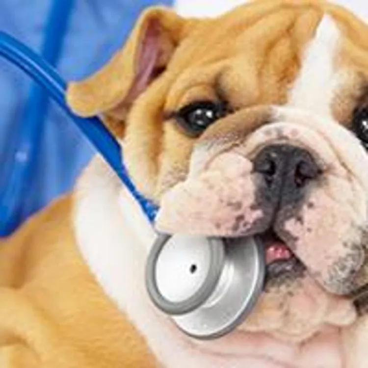 puppy at the vet