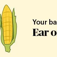 pregnancy marker ear of corn