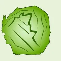 pregnancy marker head of lettuce