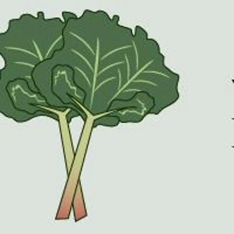 pregnancy marker rhubarb