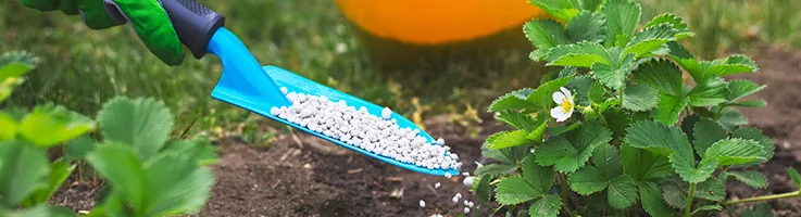 fertilizer being poured on plant