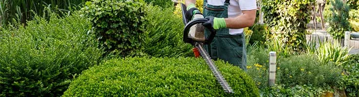trimming shrubs