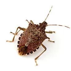 stink bug