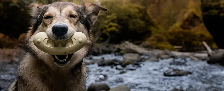 super chewer toy