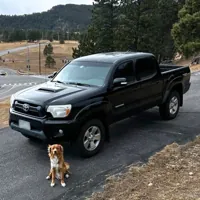 A brown and white dog sitting on a roadside near a black pickup truck with a forest and road in the background.