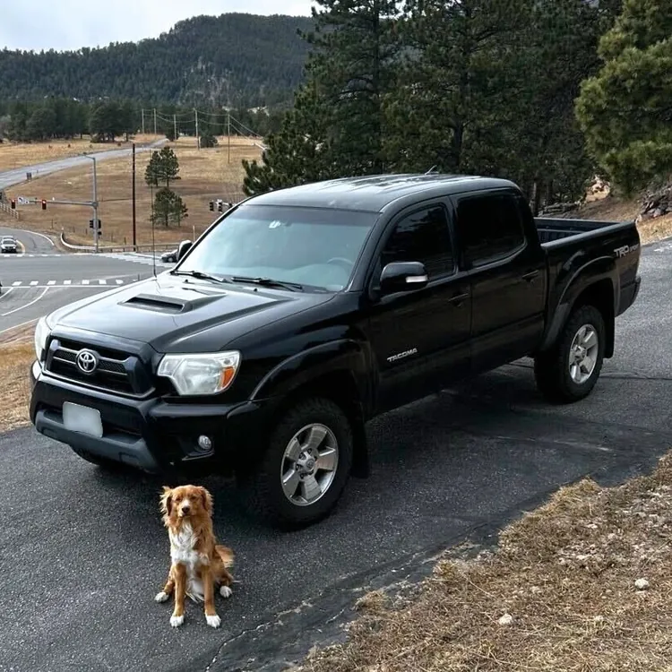 A brown and white dog sitting on a roadside near a black pickup truck with a forest and road in the background.