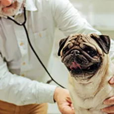 Best Pet Insurance for Older Dogs image