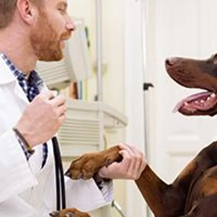 vet holding dogs paw in office