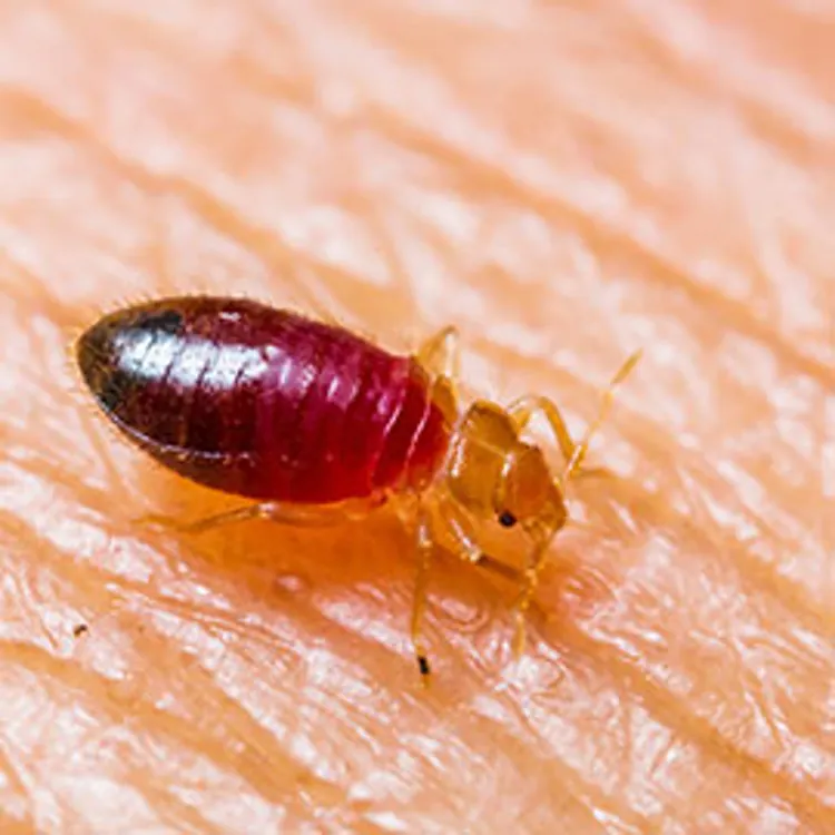 closeup of bedbug on skin