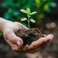 plant seedling cupped in hand