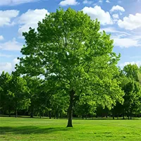 large green shade tree in a grassy area